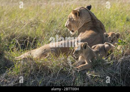 Les petits lions qui se trouvent dans l'herbe avec leur mère. Banque D'Images