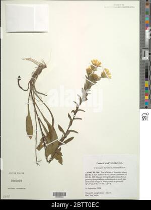 Chrysopsis mariana L Elliott. Banque D'Images