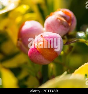 Photo macro d'une baie de brousse orange émergeant de sa coquille extérieure rose protectrice. Banque D'Images
