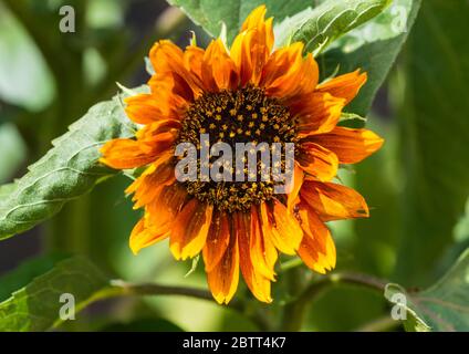 Un plan macro sur une fleur de tournesol reine de velours. Banque D'Images