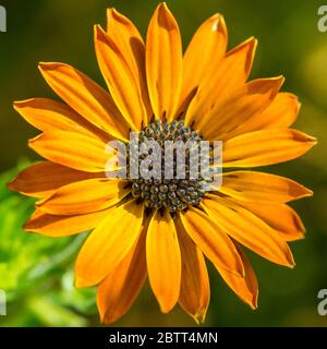 Un plan macro sur une orange osteospermum bloom. Banque D'Images