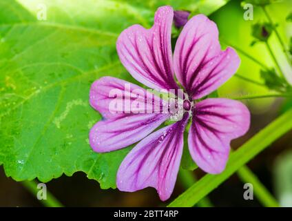 Un plan macro sur une fleur rose malva mystic merlin. Banque D'Images