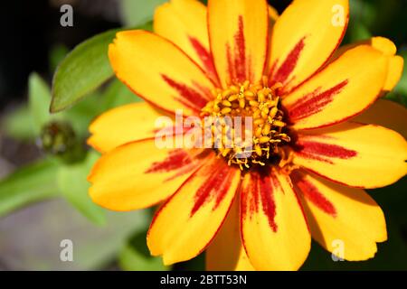 Macro de la pédale jaune avec des rayures rouges fleur de Zinnia Banque D'Images