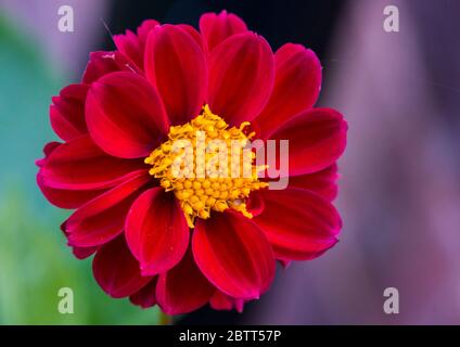 Un plan macro sur une fleur dahlia rouge foncé avec un centre jaune. Banque D'Images