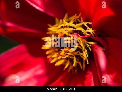 Un gros plan de la fleur rouge vif d'un évêque de la dahlia de llandaff. Banque D'Images