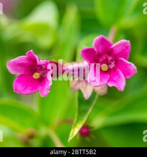 Un gros plan de quelques fleurs de jasmin rouge. Banque D'Images