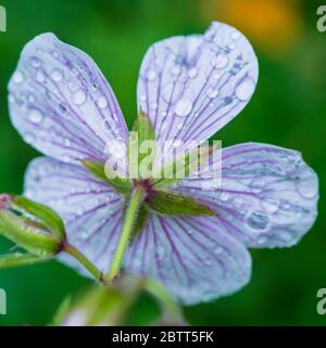 Un gros plan des gouttes de pluie sur le côté opposé d'une fleur de géranium dure. Banque D'Images