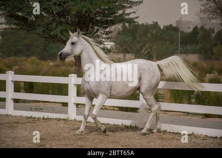 Cheval andalou blanc de couleur pure avec longue manie galopant sur la surface de sable. Banque D'Images