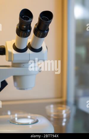 Microscope stéréo à l'intérieur d'une armoire à flux laminaire utilisée pour la culture tissulaire dans des boîtes de Petri à des fins de recherche en laboratoire Banque D'Images