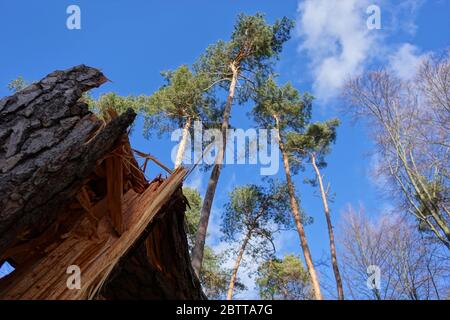 Arbre tombé de la tempête Banque D'Images