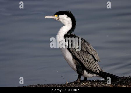 Les étoiles de l'étoile sont compactes, avec des queues courtes, et semblent plus petites que les throupes ou les oiseaux noirs, bien que de poids similaire. Leurs plumes ont des taches blanches. Banque D'Images