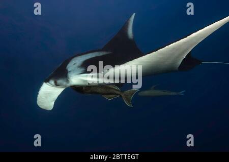 Rayon géant de manta (Mobula birostris) dans l'océan Pacifique ouvert, couleur Banque D'Images