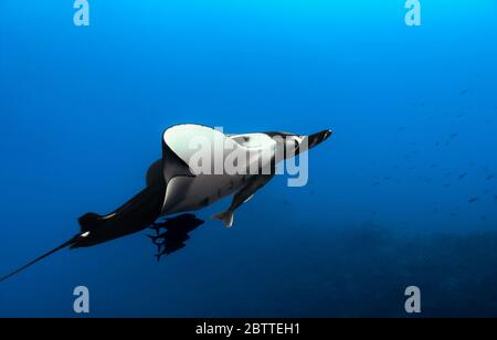 Rayon géant de manta (Mobula birostris) dans l'océan Pacifique ouvert, couleur Banque D'Images