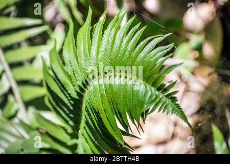 Gros plan de l'espadon de l'Ouest (Polystichum munitum) croissant dans les bois des montagnes de Santa Cruz, Californie Banque D'Images