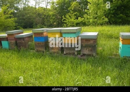 Les abeilles dans des ruches produisent du miel doux Banque D'Images