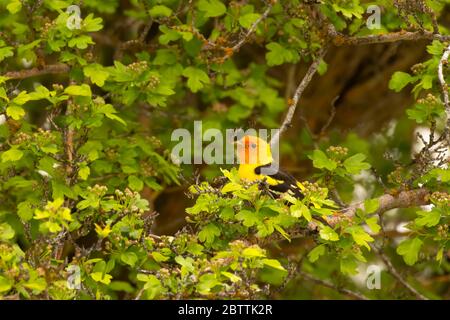 WESTERN Tanager (Piranga ludoviciana), réserve naturelle nationale de Malheur, Oregon Banque D'Images