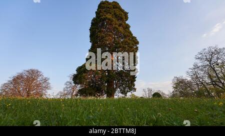 Le grand arbre de montagne (Sequoiadendron giganteum) brille d'orange dans la lumière du matin. Perspective profonde, grande angleStuttgart, Allemagne Banque D'Images