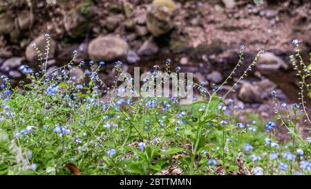 Forget-me-not (Myosotis sylvatica) fleurs sauvages qui poussent sur le rivage d'une crique dans les montagnes de Santa Cruz, en Californie Banque D'Images