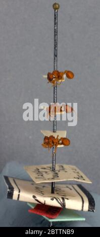Atta Trachymyrmex turrifex. 30 mars 20203 Banque D'Images