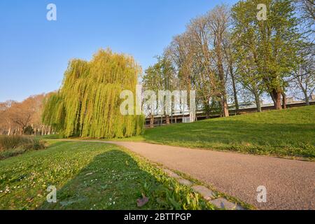 Le saule pleurant brille en rouge et en vert tôt le matin, d'autres arbres indigènes peuvent être vus en arrière-plan, du point de vue du sol, dans le Stuttgart Banque D'Images