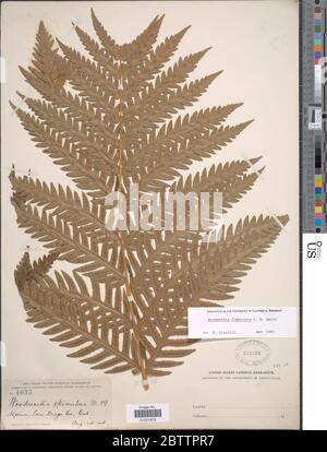 Woodwardia fimbriata SM. Banque D'Images