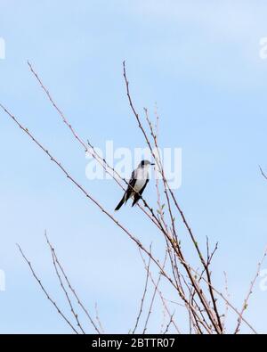 Un oiseau de l'est s'assoit dans un arbre au printemps, sur le bord d'un pré. Les feuilles sur l'arbre commencent à bourgeonner. Banque D'Images