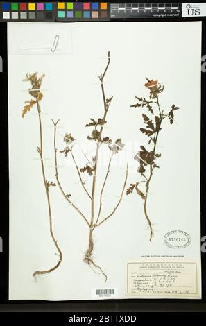 Hibiscus trionum L. Banque D'Images