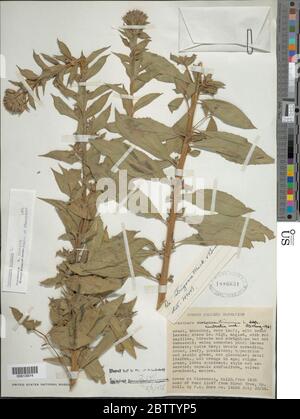 Oenothera biennis L. Banque D'Images