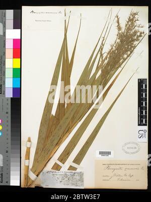 Phragmites australis empli Trin ex Steud. Banque D'Images