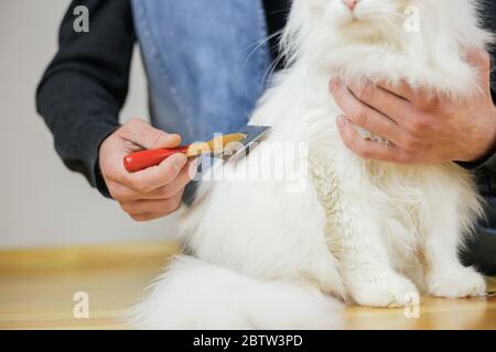 Peignage de chats. Cheveux longs, coiffure de chat. Soins pour animaux Banque D'Images