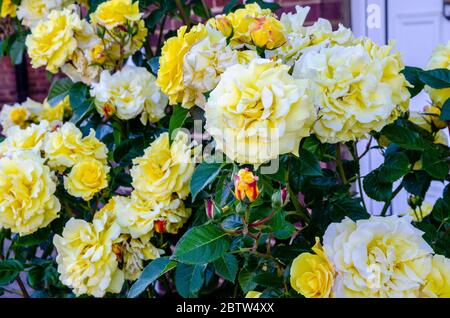 Gros plan de roses jaunes dans un jardin résidentiel. Banque D'Images