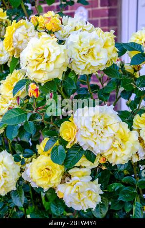 Gros plan de roses jaunes dans un jardin résidentiel. Banque D'Images