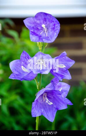 Le violet Canterbury Bell fleurit dans un jardin résidentiel. Banque D'Images