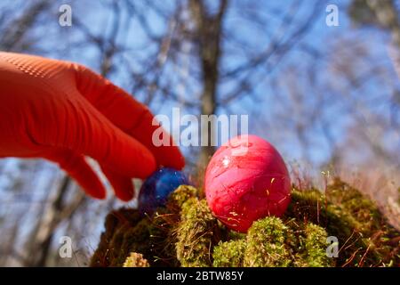 Main avec gant en caoutchouc, atteint pour l'oeuf de Pâques bleu dans la forêt Banque D'Images