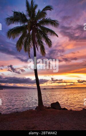 Vue tropicale sur le coucher de soleil des palmiers depuis Maui. Banque D'Images