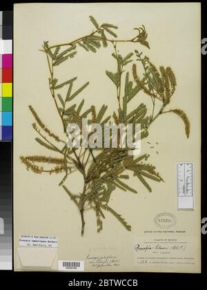 Prosopis glandulosa Torr. Banque D'Images