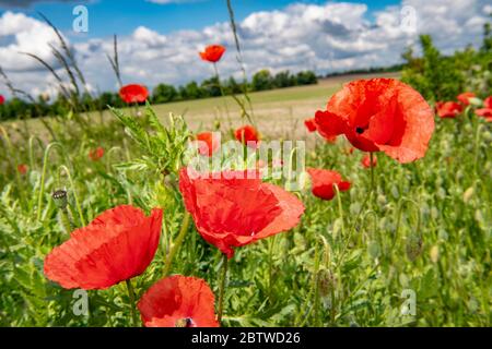 Ketzin, Allemagne. 26 mai 2020. Les coquelicots fleurissent dans un champ près de Ketzin (Brandebourg). Credit: Paul Zinken/dpa-zb-Zentralbild/ZB/dpa/Alay Live News Banque D'Images