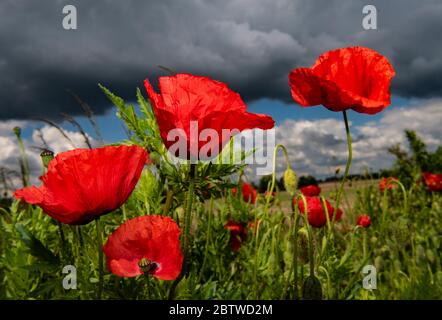 Ketzin, Allemagne. 26 mai 2020. Les coquelicots fleurissent dans un champ près de Ketzin (Brandebourg). Credit: Paul Zinken/dpa-zb-Zentralbild/ZB/dpa/Alay Live News Banque D'Images