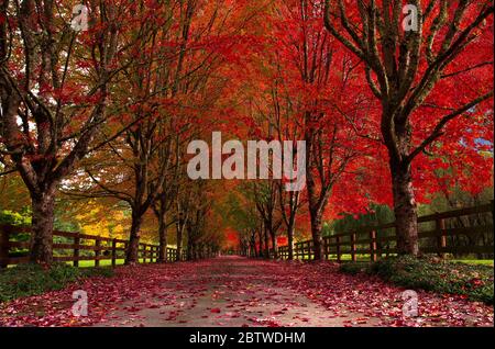 Belle, couleurs d'automne sur une route de campagne à Snoqualmie, WA Banque D'Images