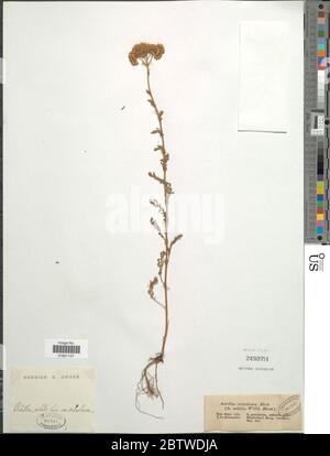 Achillea nobilis L. Banque D'Images