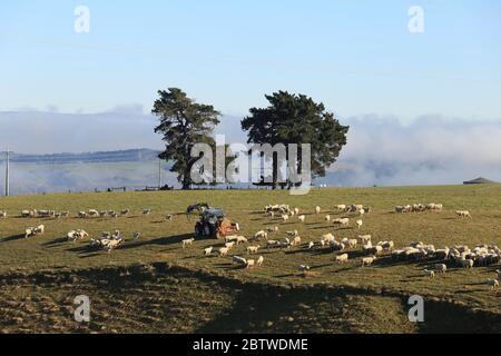 Alimentation des moutons, Nouvelle-Zélande Banque D'Images