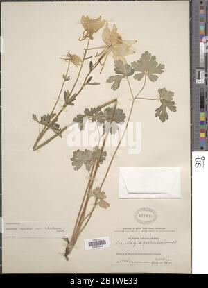 Aquilegia caerulea var ochroleuca ined. Banque D'Images