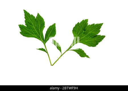 Gros plan feuille verte de plante de mugwort blanche (Artemisia lactiflora) isolée sur fond blanc.sauvegardée avec un chemin de coupure. Banque D'Images