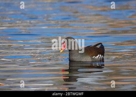 Un petit moorhen naque sur un lac clair.Stuttgart, Allemagne Banque D'Images