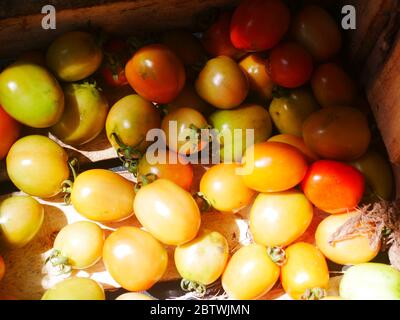 Les tomates peuvent être récoltées à partir de 70-90 jours après la transplantation. Banque D'Images