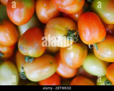 Les tomates peuvent être récoltées à partir de 70-90 jours après la transplantation. Banque D'Images