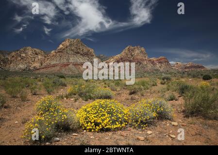 Fleur de papier blanc dans la zone de conservation de Red Rock Canyon, Nevada Banque D'Images