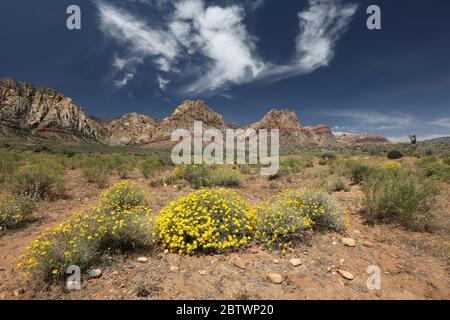 Fleur de papier blanc dans la zone de conservation de Red Rock Canyon, Nevada Banque D'Images