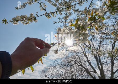 Une seule main humaine avec montre-bracelet noire presque sur une branche en fleur d'un cerisier. Tôt le matin ensoleillé d'avril, en Allemagne. Banque D'Images