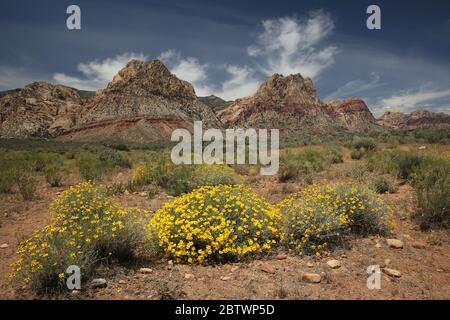 Fleur de papier blanc dans la zone de conservation de Red Rock Canyon, Nevada Banque D'Images